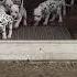 14 Dalmatian Puppies First Time Outdoor