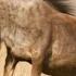 Гепард охотится на очень крупную добычу Династии II BBC Earth