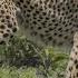 Serengeti Cheetah Killing A Baby Gazelle