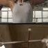 Deluxe Get Down Rocky Remake Split Screen