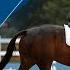 Para Equestrian Highlights Day 6 Paris 2024 Paralympic Games