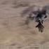 Eagle Flying Off With Baby Gazelle Part2