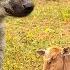 Hyenas Move In For Kill As Wildebeest Gives Birth