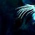 10 Maxwell The Cat Sound Variations In 40 Seconds