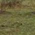 Gazelle Outsmarts A Cheetah And Hyena