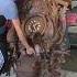 My Lucky Day To Buy This Huge 7 Feet 210cm Black Forest Cuckoo Clock Which Is Bigger Than Me