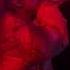 Ariana Grande Safety Net Swt Live Concept