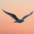Я просила у Бога красивые белые крылья слова Ирина Самарина Лпбиринт музыка Сергей Горбачевский