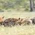 Hyenas Vs Buffalos Buffalo Calf Eaten Alive By Hyenas NatGeo Bbcearth Viewers Discretion Advic