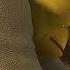 Shrek Crying