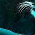 13 Maxwell The Cat Sound Variations In 60 Seconds