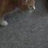 Bert The Cat Vs Cat Balloon