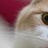 Cinnamon Toast Crunch Vs Cats Sound Variations