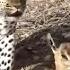 Leopard Plays With Baby Gazelle Before Killing Him 4k NatGeo Natgeoabudhabime