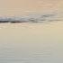 WILD DOGS Hunting An Impala In A Lake Private Game Reserve South Africa 28 April 2022