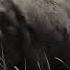 Hyenas Attack Baby Calf Guarding By Mother Buffalo Video